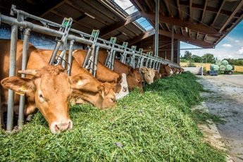 Understanding the Future of Global Market